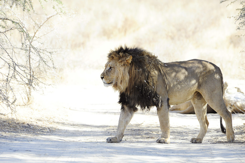 Kgalagadi, Južna Afrika
