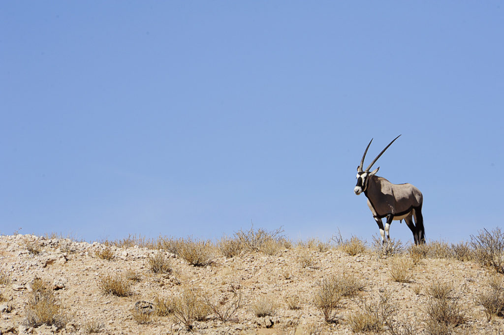Kalahari, Južna Afrika
