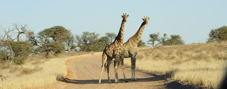 Južna Afrika